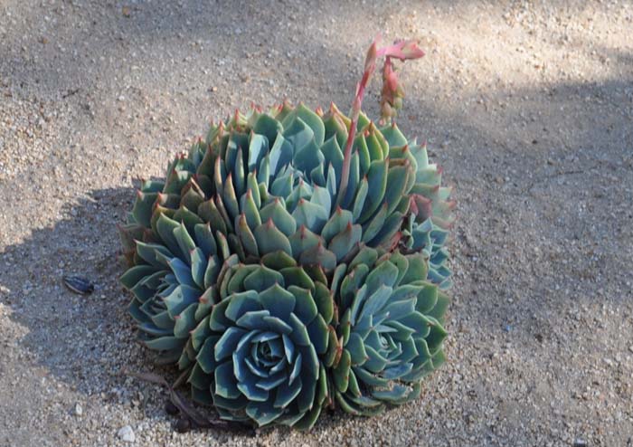 Plant photo of: Echeveria lilacina