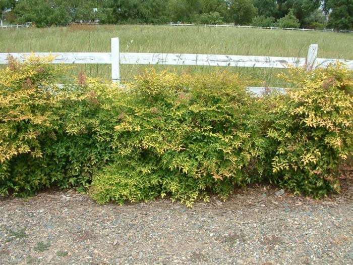 Dwarf Heavenly Bamboo