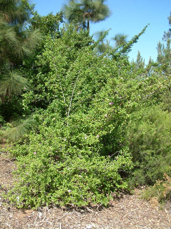 Grewia occidentalis