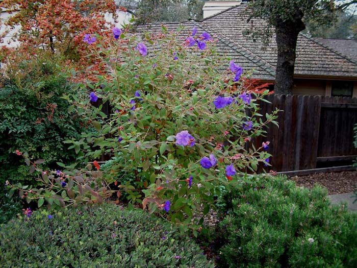 Tibouchina urvilleana