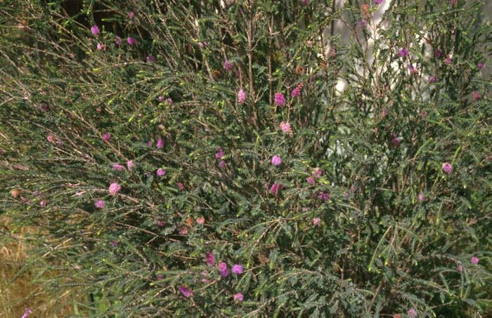 Lilac Melaleuca
