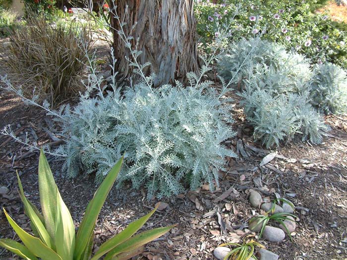 Centaurea cineraria