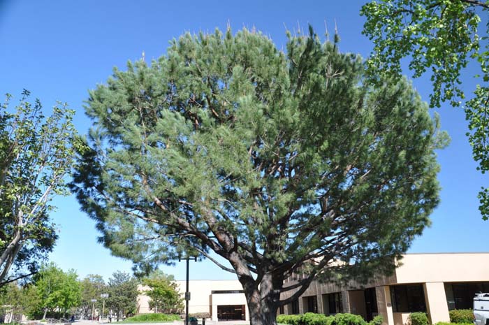 Pinus pinea