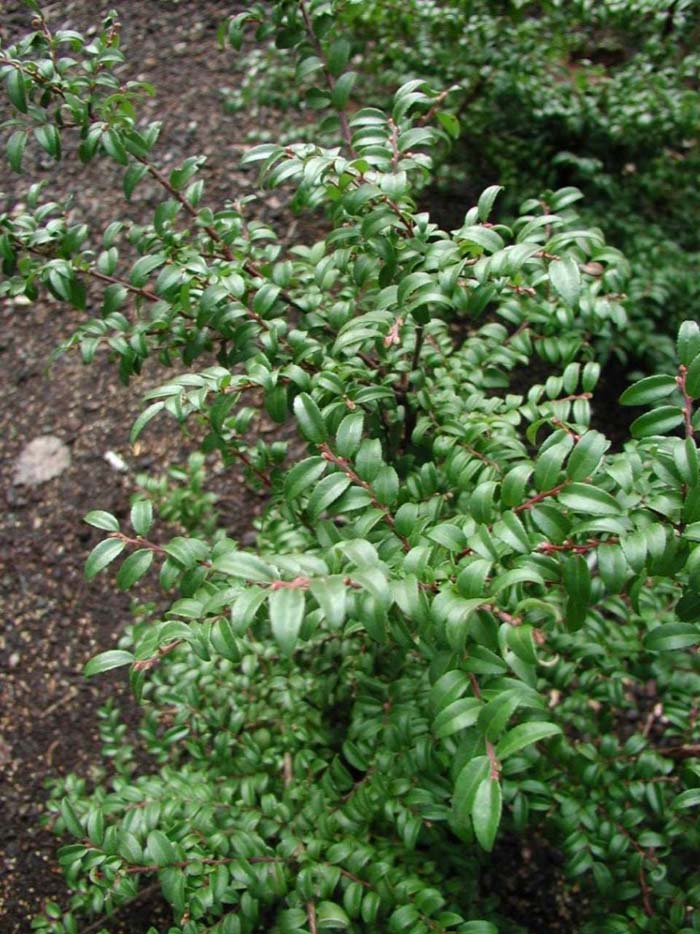 Evergreen Huckleberry