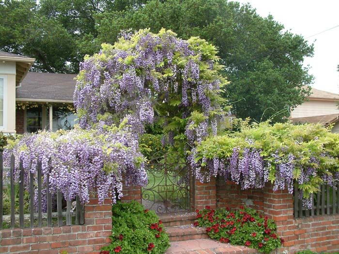 Wisteria