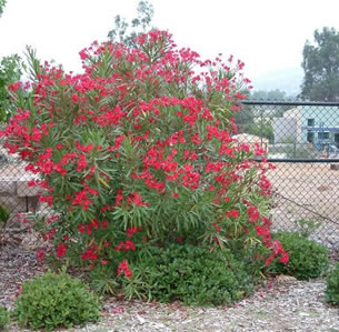 Clay Soil Plants