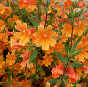 Sandy Soil Plants