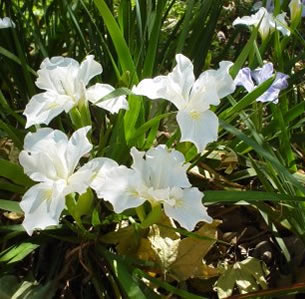Shade Plants
