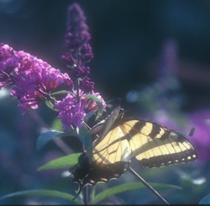 Attracts Butterflies