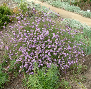 California Native Plants