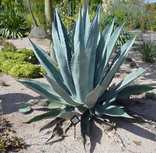 Deer Resistant Plants