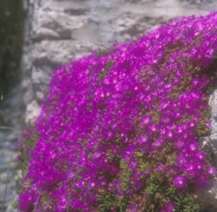 Erosion Control Plants