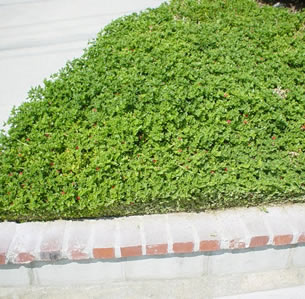 Fire-wise Groundcovers