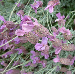 Fire-wise Perennials