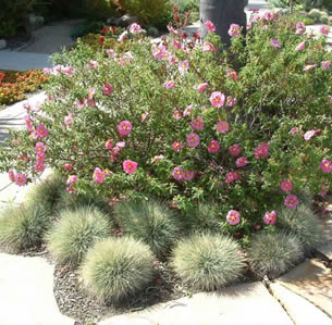 Fire-wise Shrubs