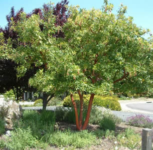 Fire-wise Trees