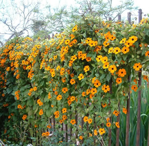 Fire-wise Vines