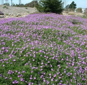 Ground Covers