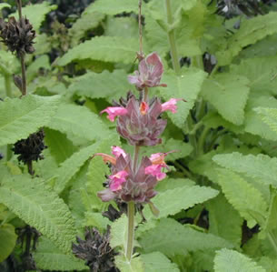 Attracts Hummingbirds