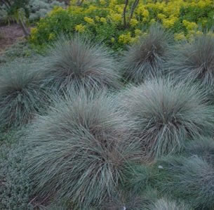 Ornamental Grasses & Clumping Plants
