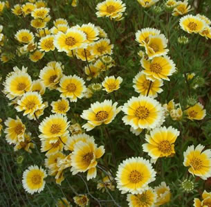 Low Water Perennials