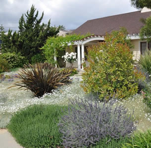 Snow in Summer Garden