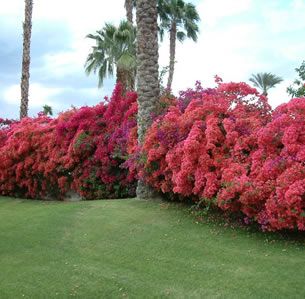 Screens and Hedges