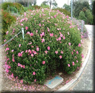 Shrubs