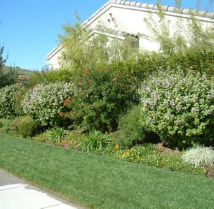 Shrub Borders