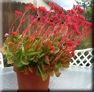 Succulents
