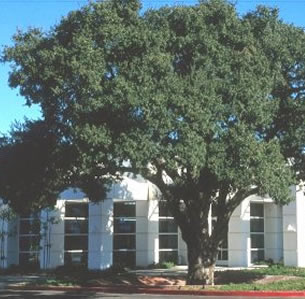 Under Oaks