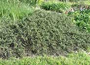 California Sagebrush