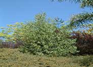 Australian Willow, Wilga