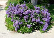 Sea Lavender, Statice