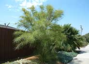 Mexican Palo Verde, Jerusalem Thorn