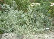 White Sage, Sacred White Sage