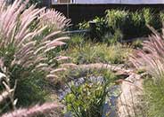 Tall Fountain Grass