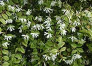 Chinese Fringe Flower