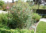 Butterfly Bush
