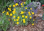 Double Sunburst Coreopsis