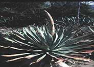 Murphy's Agave