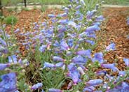 Foothill Penstemon