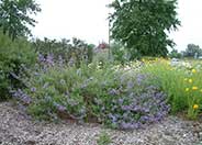 Blue Sage