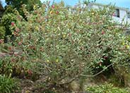 Island Tree Mallow