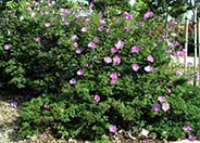 Purple Delight Lilac Hibiscus