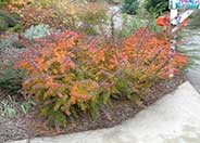 Japanese Barberry