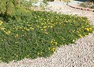 Trailing Yellow Lantana