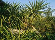 Giant  Yucca, Big Strap Yucca
