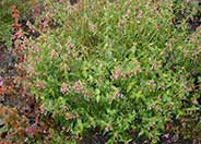 Cigar Plant, Firecracker Plant